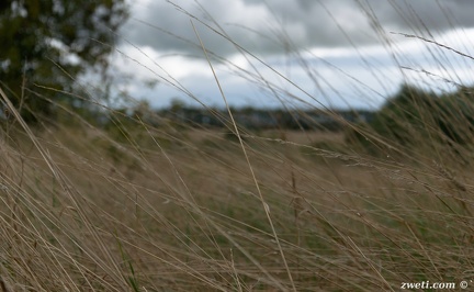 DSC 1009